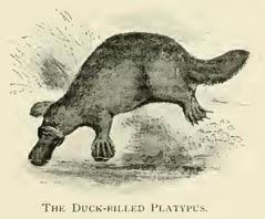 The Duck-billed Platypus