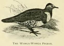 The Wonga-Wonga Pigeon