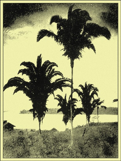 The Palms of Porto Velho